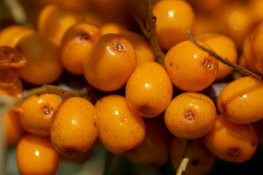 Bahçede olgun deniz dikenli (Hippophae) böğürtlen dalı. Çalı aynı zamanda kum dikeni, sallowthorn ya da deniz ürünü olarak da bilinir..