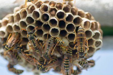 Avrupa eşekarısı (Vespula germanica) serada yeni bir koloni kurmak için yuva inşa ediyor.