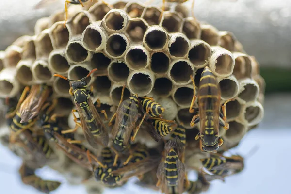 Avrupa eşekarısı (Vespula germanica) serada yeni bir koloni kurmak için yuva inşa ediyor.