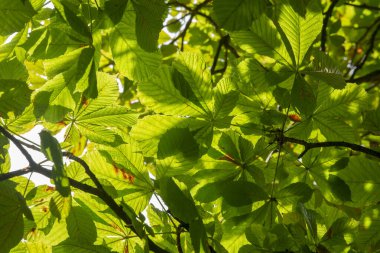 Yeşil Kestane Yapraklar güneş ışığında.