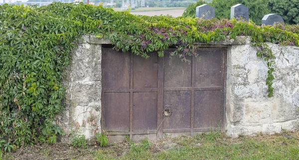 墙上的一个生锈的铁门长满了绿色的常春藤 — 图库照片