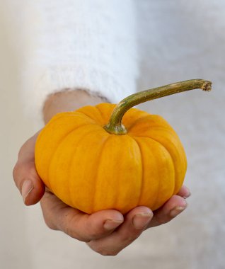 Elinde tek sarı dekoratif cüce balkabağı tutan tanınmayan bir kadın..