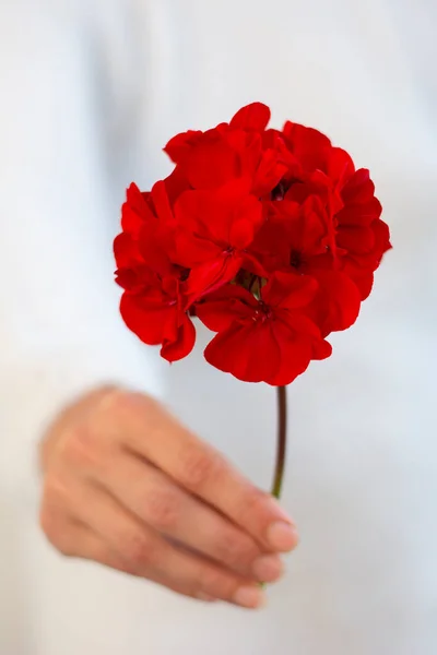Elinde kırmızı pelargonyum çiçeği tutan tanınmayan bir kadın. Seçici odak.