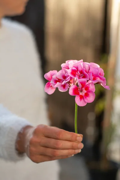 Mulher Irreconhecível Segurando Flor Pelargonium Rosa Sua Mão Foco Seletivo — Fotografia de Stock
