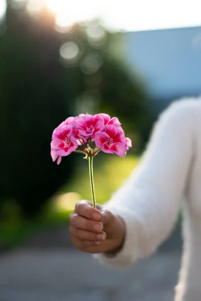 ピンクのペラルゴニウムの花を手に持つ認識できない女性 選択的焦点 — ストック写真