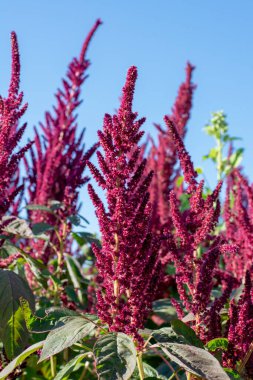 Amaranth 'ın mor çiçekleri yazın yükselir. Bitki Blood, Red veya Purple Amaranth olarak da bilinir..