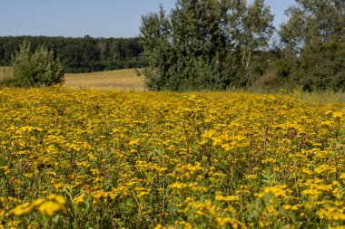 Sahada Blooming Tansy (Tanasetum vulgare). Tansy 'nin sarı çiçekleri ya da Bitter Button. Çiçekli İnek Bitter veya Altın Düğmeler.