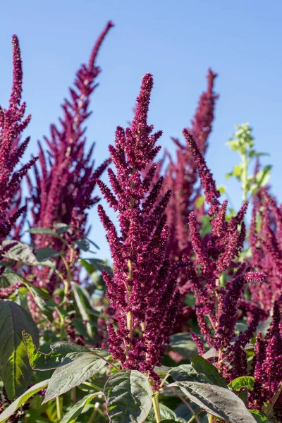 Amarante Fleurs Pourpres Pointes Été Plante Est Également Connue Sous — Photo