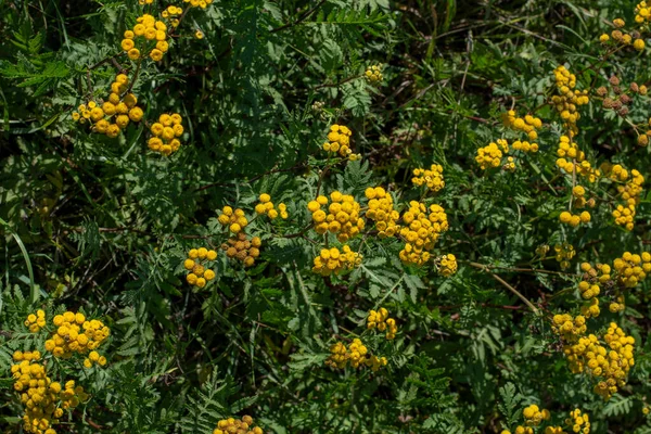 Tansy Kwitnące Tanacetum Vulgare Terenie Żółte Kwiaty Common Tansy Lub — Zdjęcie stockowe
