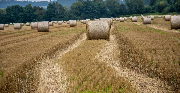 Bales Redondos Paja Campo Agrícola Después Cosecha Grano Verano —  Fotos de Stock