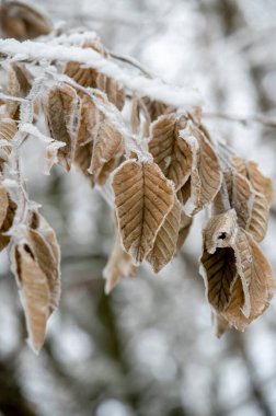 Kış mevsiminde donmuş kahverengi kayın ağacı yaprakları.