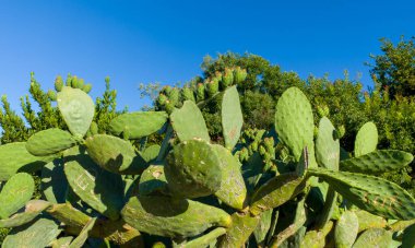 Dikenli armut kaktüsü aynı zamanda Opuntia, incir ağacı ya da incir ağacı olarak da bilinir. Yazın Opuntia meyveleri.