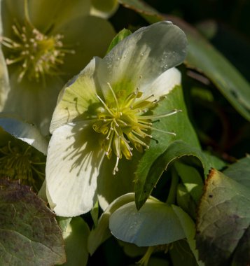 Bahçede çiçek açan Noel gülü (Helleborus niger). Çiçek açan Siyah Yunan çiçekleri.