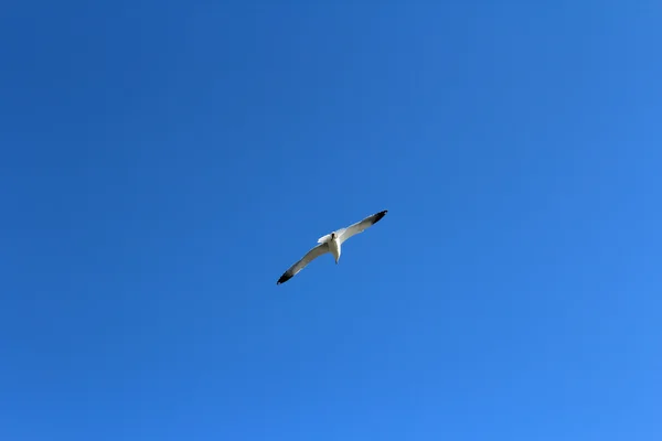 Flying Seagulls Background Animals Wild