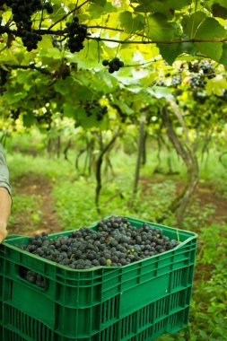 Vineyard-kutu dolu üzüm ile Copyspace