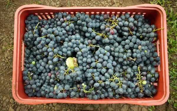 Vista superior de una caja de plástico roja llena de uvas — Foto de Stock