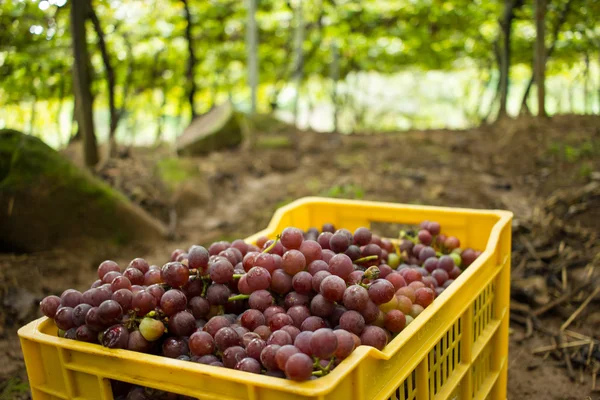 Vignoble - Boîte jaune pleine de raisins roses — Photo