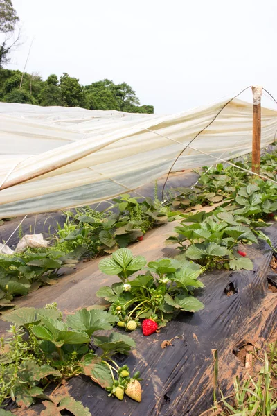 Granja de fresas con película de plástico negro — Foto de Stock