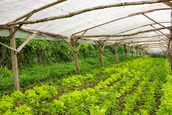 Plantas jóvenes que crecen en un invernadero de vivero muy simple — Foto de Stock