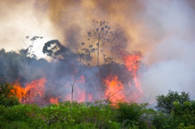 Brezilya Amazon yanan