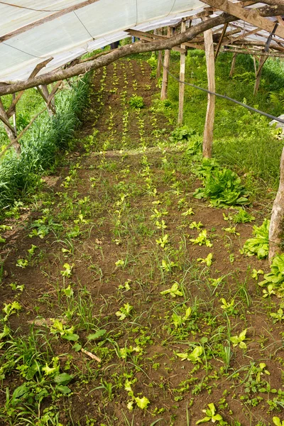 Lechuga de bebé ecológica creciendo en un gree de vivero de plantas muy simple — Foto de Stock