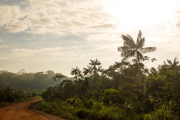 Autostrada Trans-Amazzonica con palme di Acai — Foto Stock