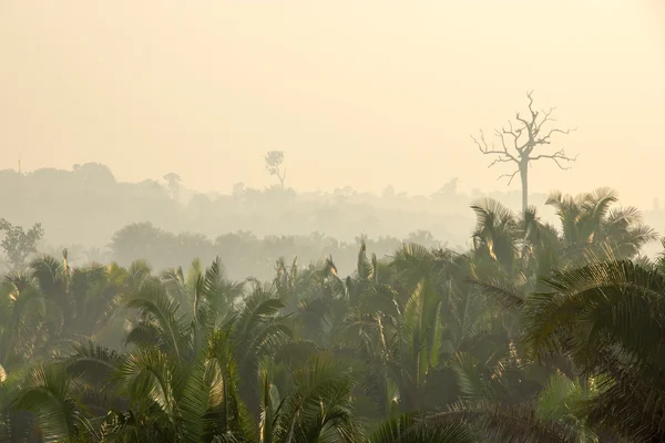 Dichter Amazonas-Regenwald in Brasilien — Stockfoto