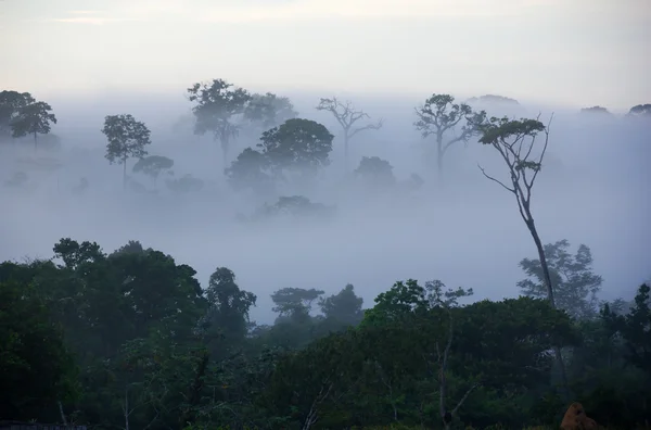 Floresta Amazônica no Brasil — Fotografia de Stock