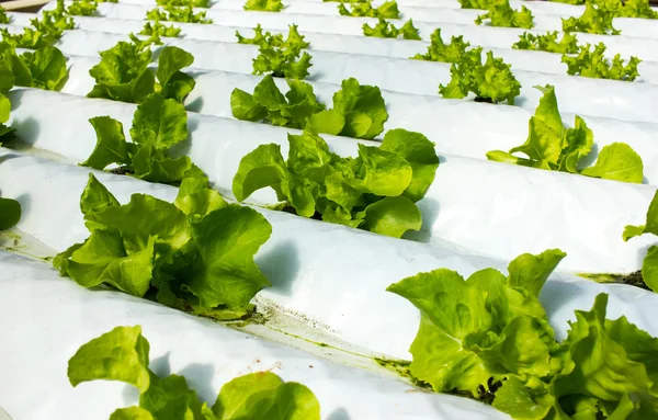Baby Plants Growing in Hydroponic System — Stock Photo, Image