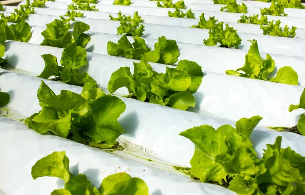 Plantas de bebé creciendo en el sistema hidropónico — Foto de Stock