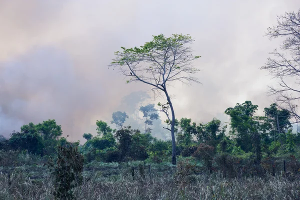 Amazônia Brasileira Queima Ardente Imagens De Bancos De Imagens Sem Royalties