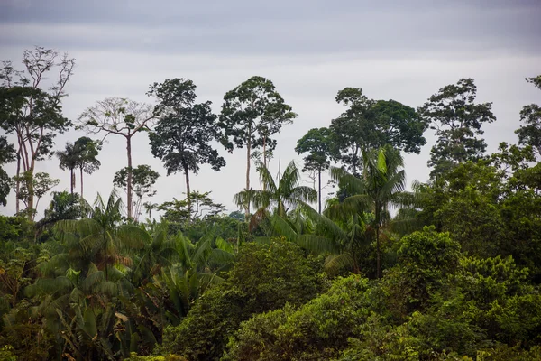 Floresta Amazônica Densa no Brasil Imagens De Bancos De Imagens