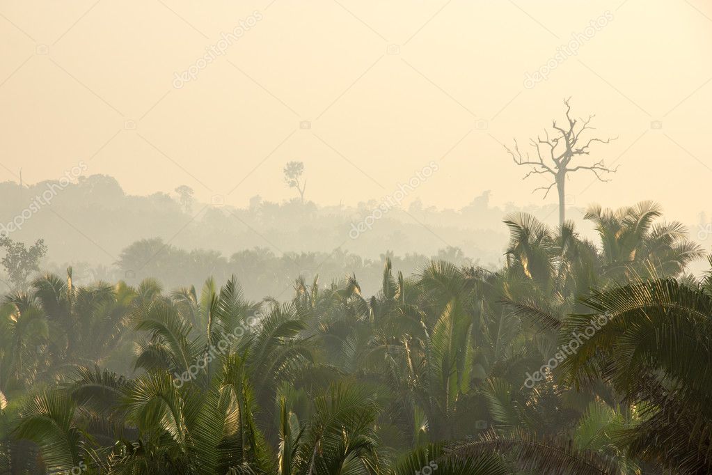 Dense Amazon Rainforest in Brazil Stock Photo by ©pedarilhos 108258708