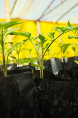 Bebek domates bitkiler