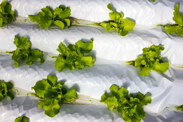 Baby рослини, що ростуть в Гідропоніка системи — стокове фото