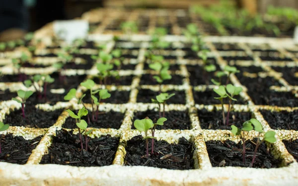 Baby Plants in plastic container — Stock Photo, Image