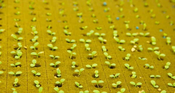 Salát malé rostliny v hydroponické kultuře — Stock fotografie