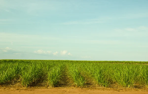 Young Sugar Cane Plantation — Stock Photo, Image