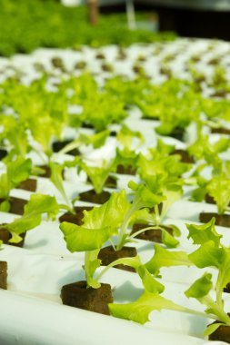 marul büyüyen basit hydroponic sistemi