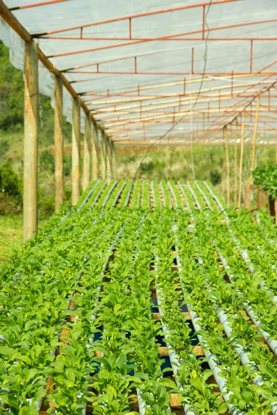 Plantas de rúcula que crecen en cultivo hidropónico — Foto de Stock