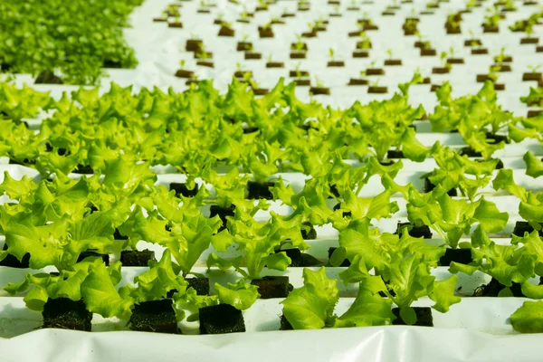 Простая гидропонная система выращивания салата — стоковое фото