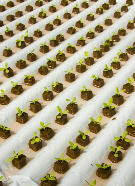 Простая гидропонная система выращивания салата — стоковое фото