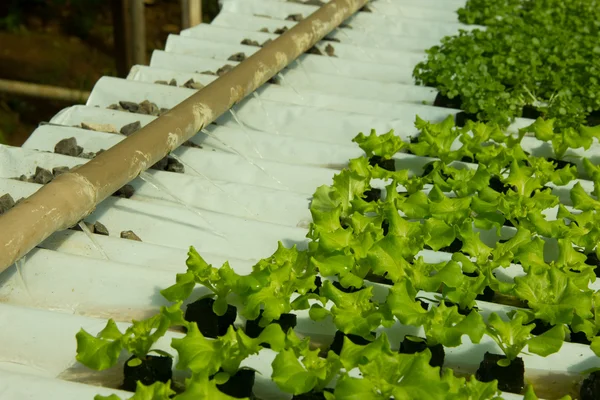 Sistema Hidropónico Simple Crecimiento de Lechuga — Foto de Stock