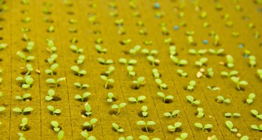 marul hydroponic kültür küçük bitkiler