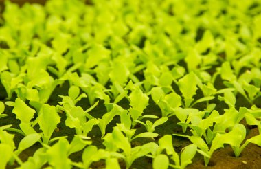 marul hydroponic kültür küçük bitkiler