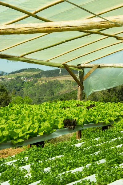 Plantas de berro y lechuga en cultivo hidropónico — Foto de Stock