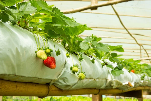Producción de fresas dentro de un invernadero — Foto de Stock