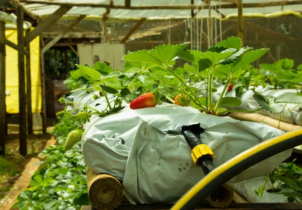 Hydroponic çiftliğinde çilek üretimi — Stok fotoğraf