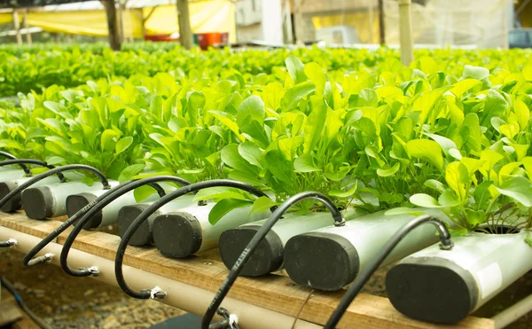 Plantas de rúcula que crecen en cultivo hidropónico — Foto de Stock