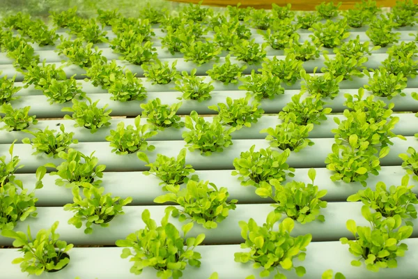 Arugula Plants growing in Hydroponic culture — Stock Photo, Image
